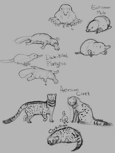 Chimera Animal Studies